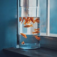 Avatar do usuário Fernanda